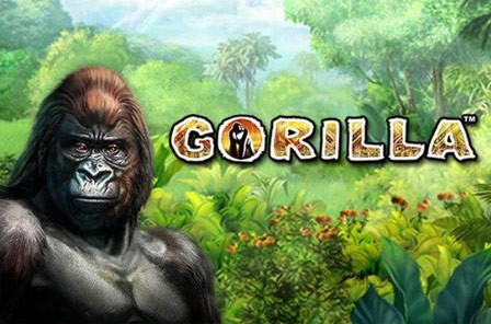 gorilla